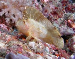 White Leaf Scorpionfish - Lembeh Strait by Dale Treadway 